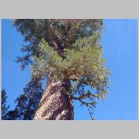 Limber Pine2.jpg